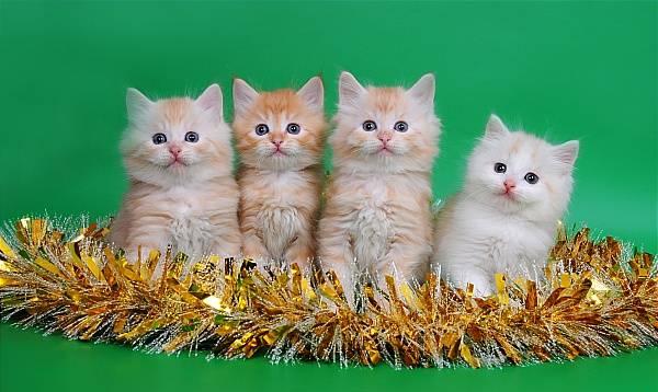 Рыжие сибирские котята Москва