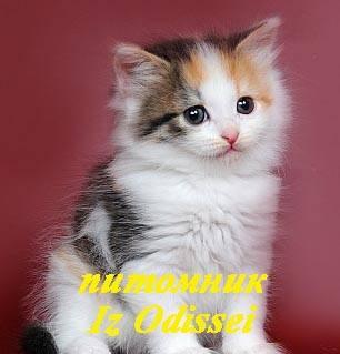 Сибирские котята редких окрасов Москва