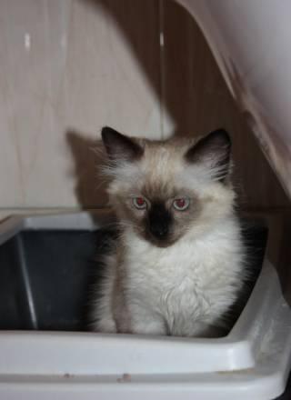 Невский маскарадный котенок Москва