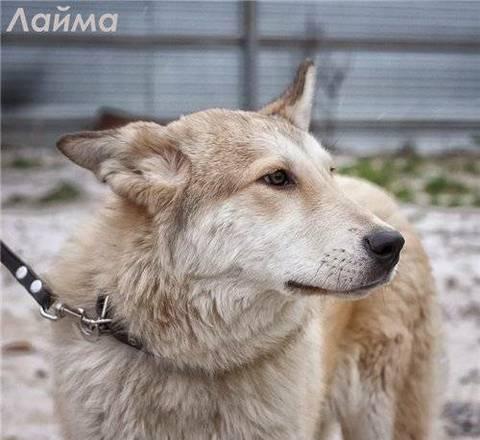 Лайма - собака с чудесными глазами ищет хозяина! (Питер) Санкт-Петербург