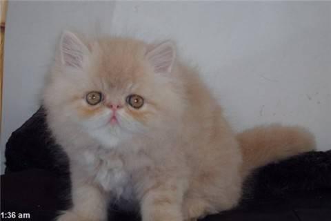 Персидские котята поменяю продам Москва