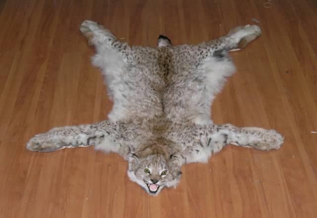 Ковры из шкур животных (Рысь, Медведь) Москва