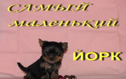 Крошечный мальчик Йоркширчик.Кукольный Москва