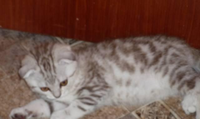 Кошка скоттиш фолд Санкт-Петербург
