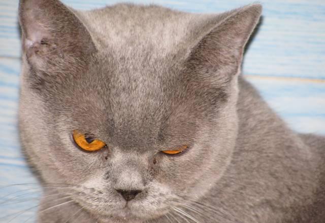Котенок Санкт-Петербург