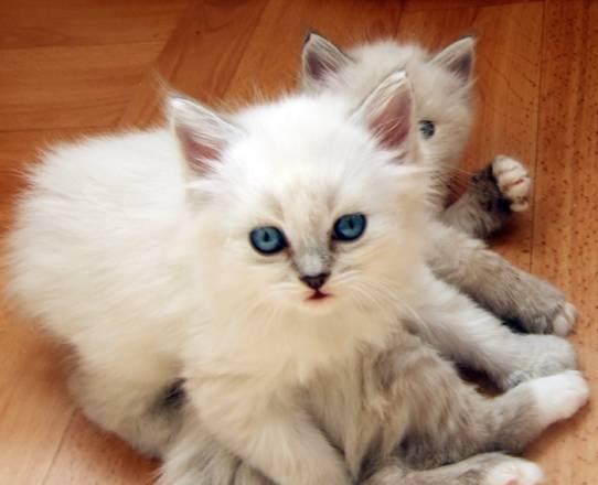 Невские маскарадные котята 1.5 мес Москва