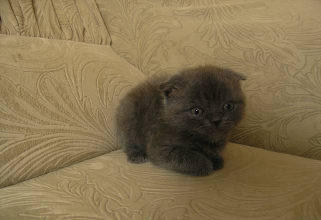 Котята Челябинск