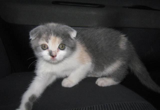 Котята разных окрасов Санкт-Петербург
