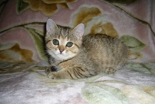 Британские котята Москва