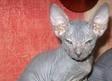 Сфинксы Донские.Элитные котята Санкт-Петербург