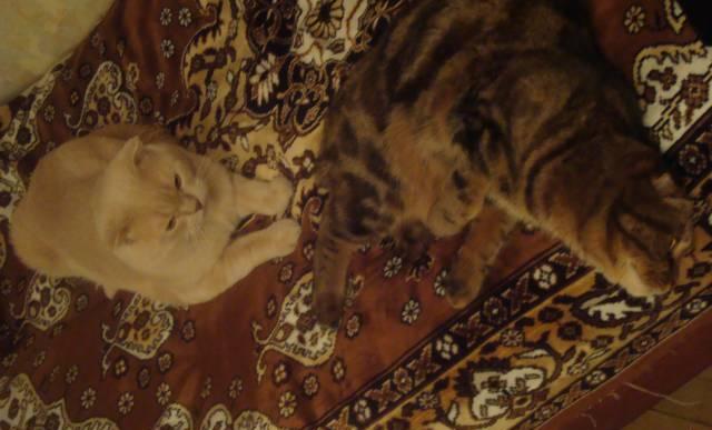 Котята скоттишфолд Москва