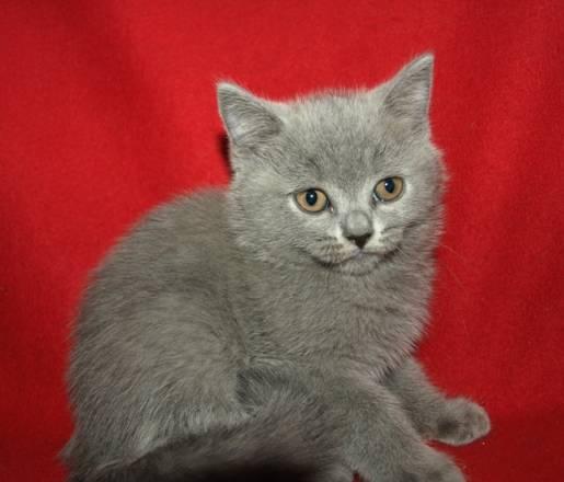 Британский котик Санкт-Петербург