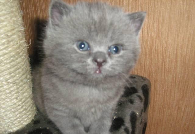 Британские котята недорого Электросталь