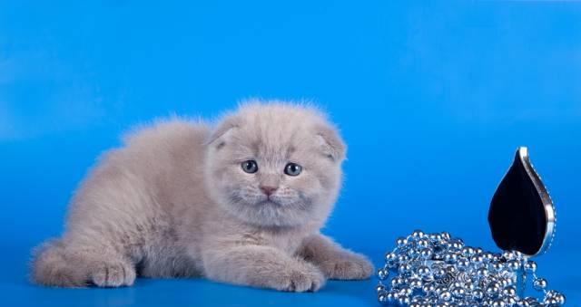 Клубные котята с родословной Москва