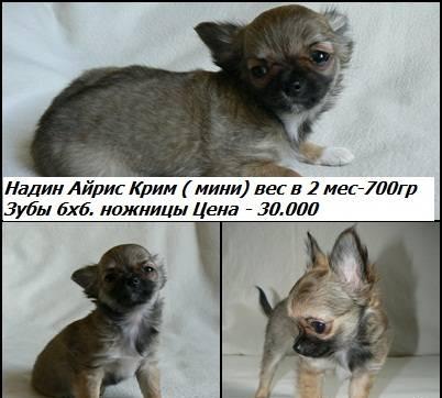 Породные  Чихуахуа Москва