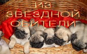 Мопса щенков продаю Санкт-Петербург