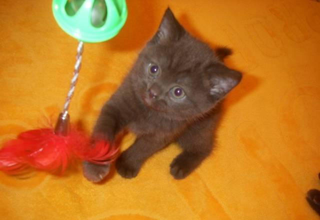 Продажа  Британских короткошёрстных  котят Воронеж