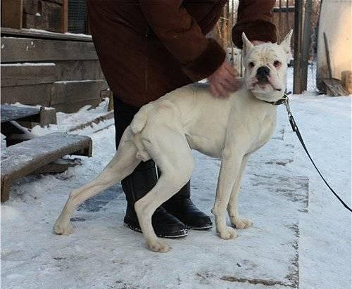 Собака Москва