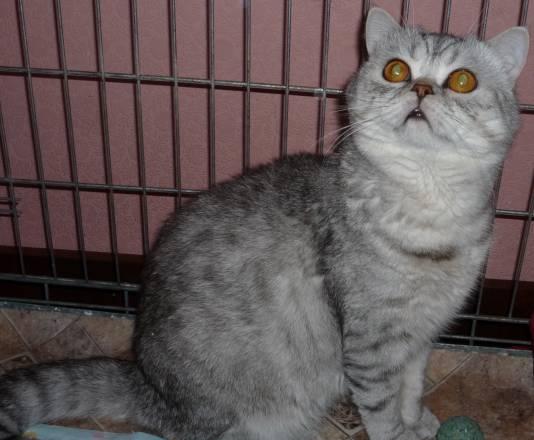 Котик страйт Санкт-Петербург