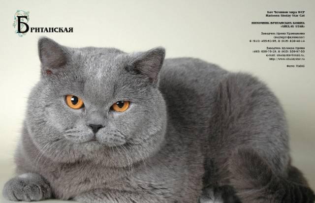 Британские  котята голубые Москва