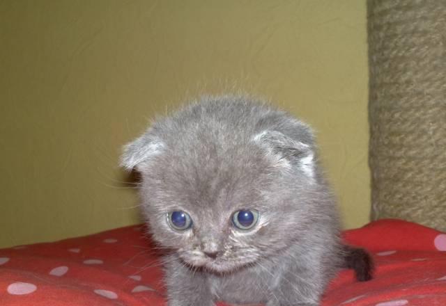 Котенок вислоушка Мурманск