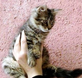 Котенок ищет дом. 1,5 мес. Мальчик Санкт-Петербург