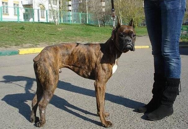В добрыее и понимающие руки Москва
