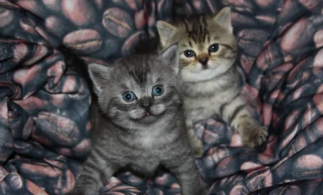 Британский Котенок Люберцы