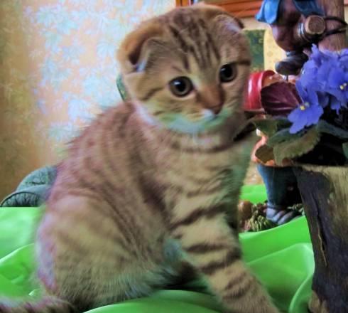 Элитные шотландские котята,шоколадные,от чемпионов Нижний Новгород