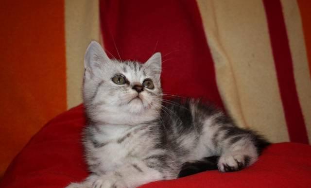 Британский котик 2 мес. г.Ивантеевка Москва