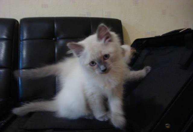 Невские маскарадные котята Хабаровск