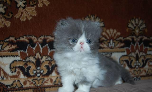 Персидский котик Бийск