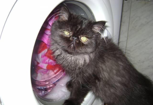 Персидские котята Нижний Тагил