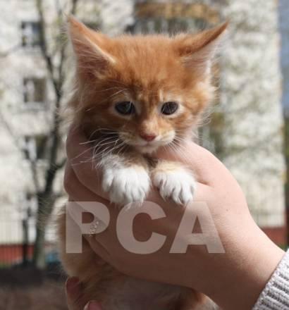 Котята мейн куны Москва