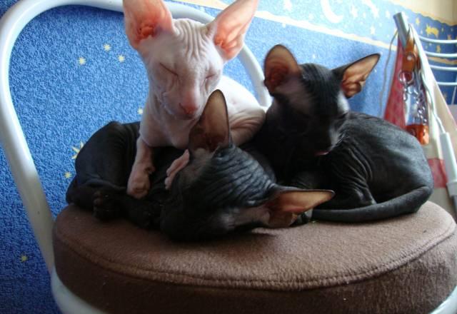 Котята черные Казань