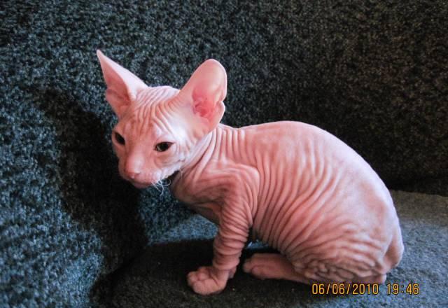 Котята донского сфинкса Пермь