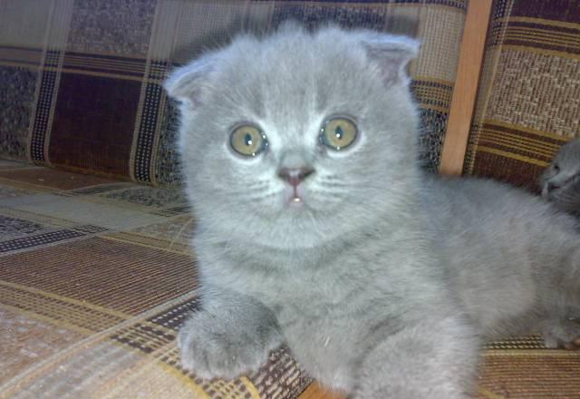 Шотландские котята Красноярск