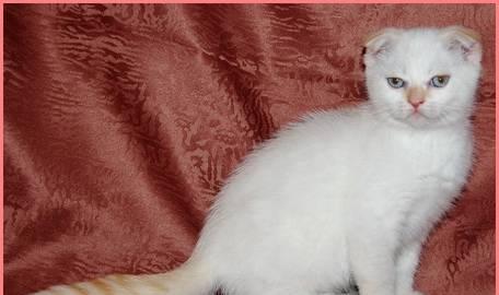 Клубный вислоухий котик редкого окраса Санкт-Петербург