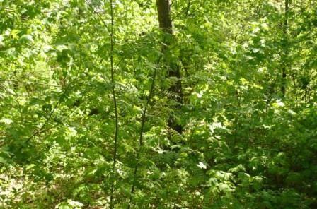 Продается  участок 7 сот. , н Москва