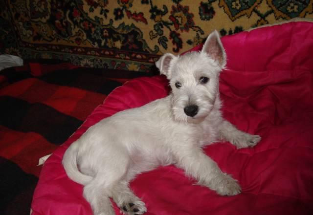 Бюро изумительной красоты хх век Москва