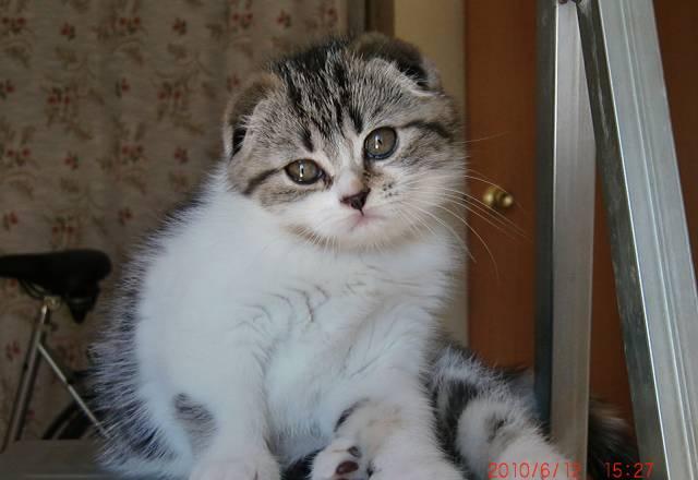 Кошка шоу-класса Москва