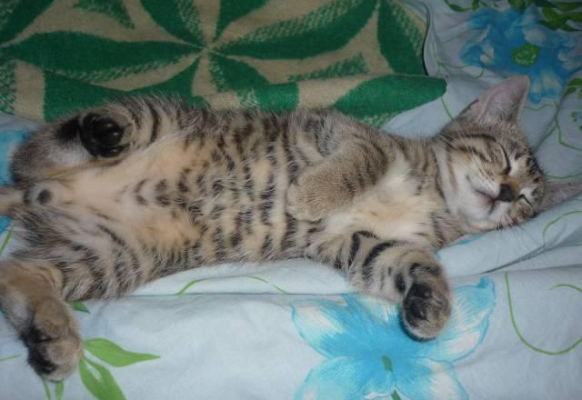 Отдам котенка в добрые заботливые руки) Санкт-Петербург