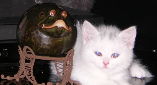 Шотландский скоттиш-стайт Ростов-на-Дону