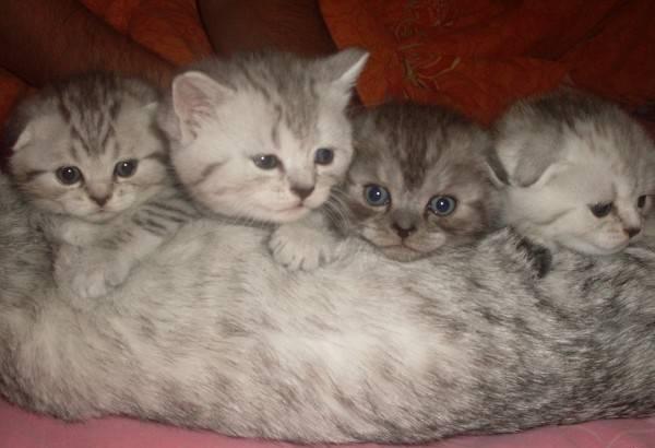 Очаровательные котята (фолд и страйт) Москва