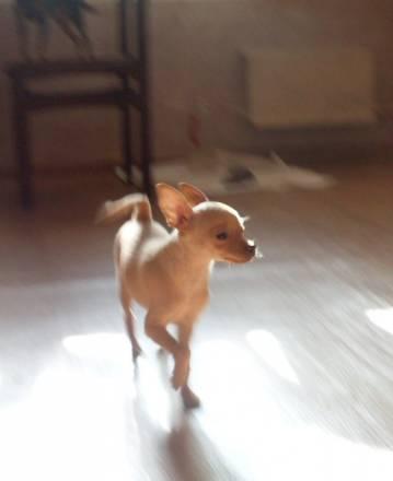 Щенок  той-терьера , сука Москва