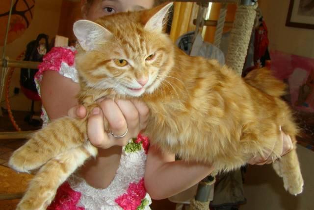 Котенок курильского бобтейла Красноярск