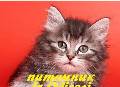Сибирские котята разных окрасов Москва