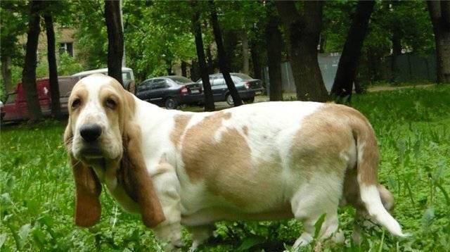 Щенок Бассет Хаунда (сука) Москва