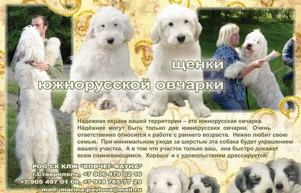 Южнорусская овчарка щенки, питомник "Геарес" Краснодар