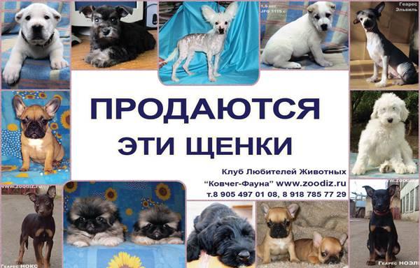 Щенки разных пород от питомника "Геарес" Ростов-на-Дону